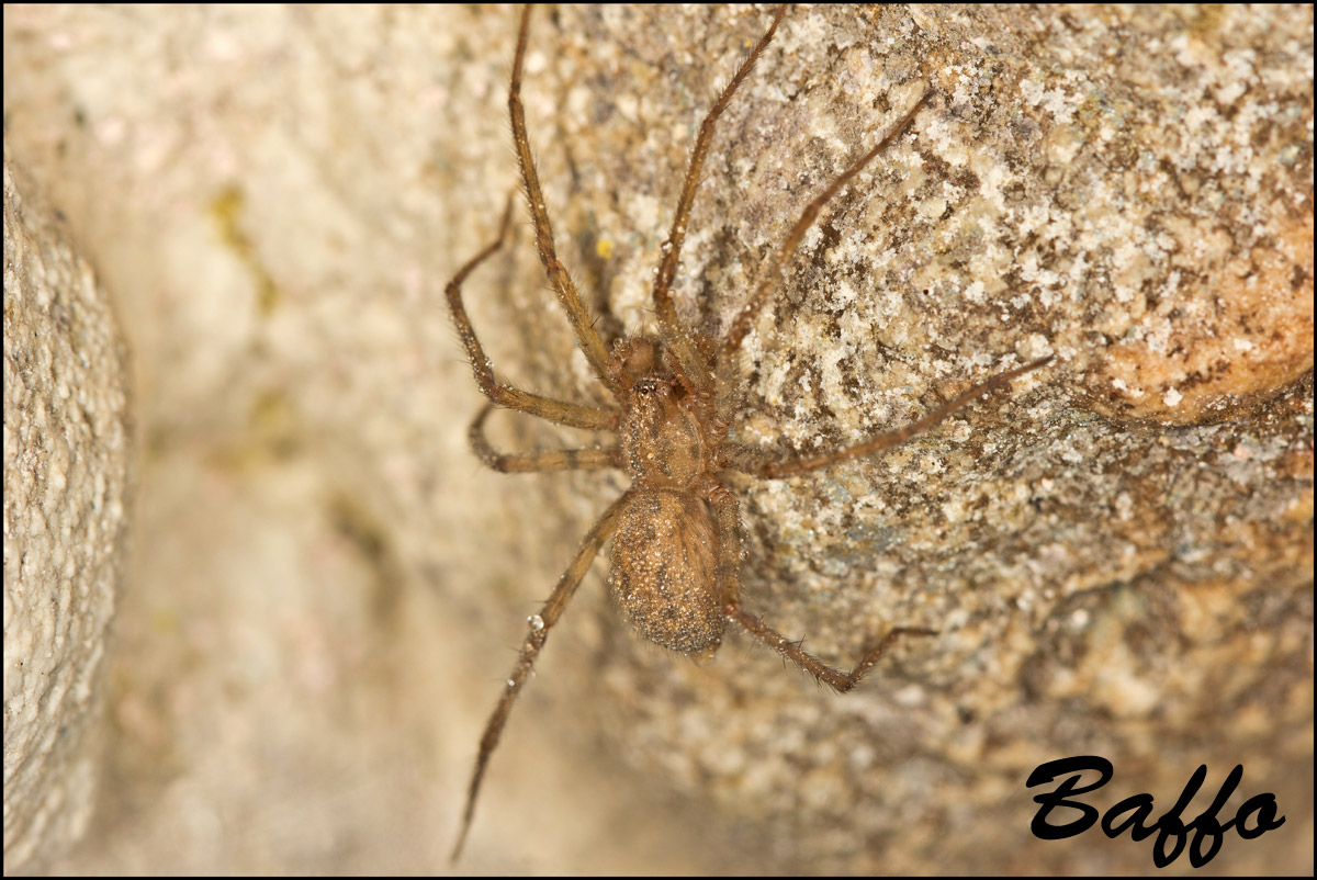 Malthonica silvestris - Samatorza (TS)